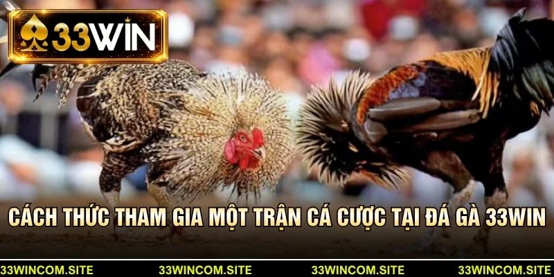 Cách thức tham gia một trận cá cược tại đá gà 33win