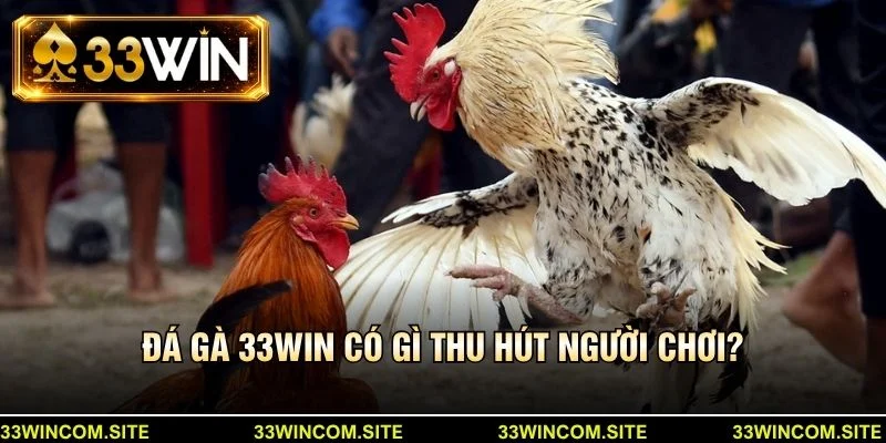 Đá gà 33win có gì thu hút người chơi?