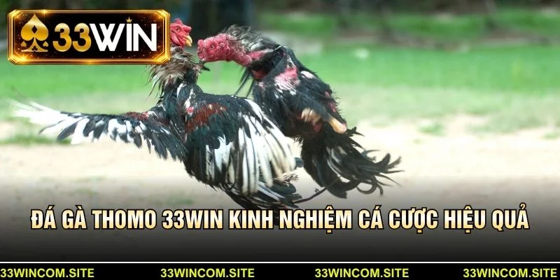 Đá gà thomo 33win - Kinh nghiệm cá cược hiệu quả