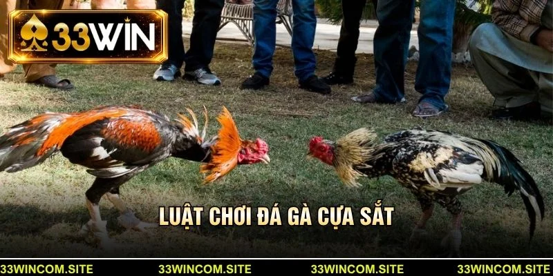 Luật chơi đá gà cựa sắt