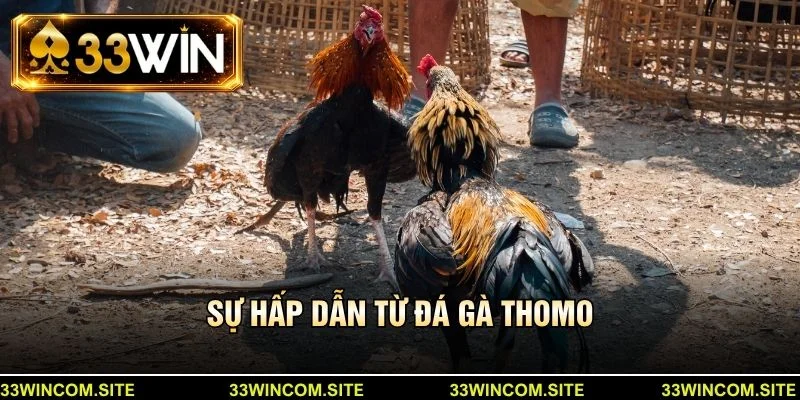 Sự hấp dẫn từ đá gà thomo